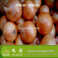 world first products fresh onion